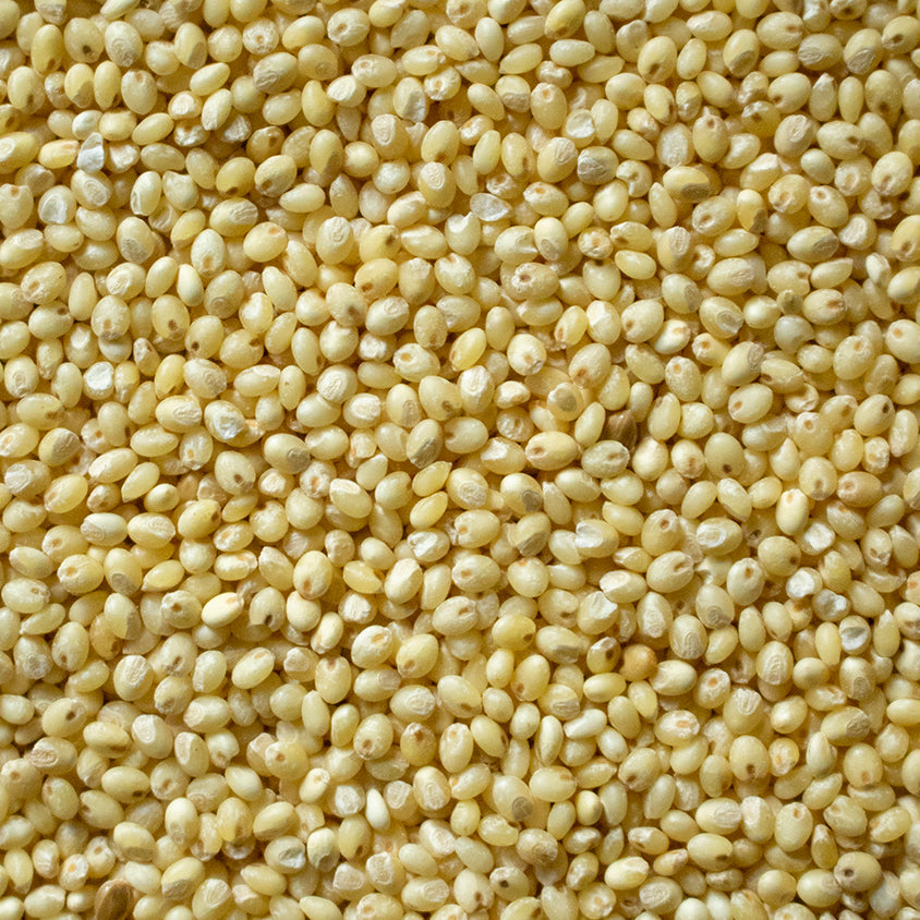 प्रोसो मिलेट को हिंदी में क्या कहते हैं? What is Proso Millet