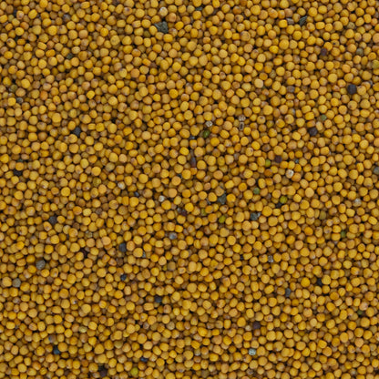 White Mustard Seed from West Bengal