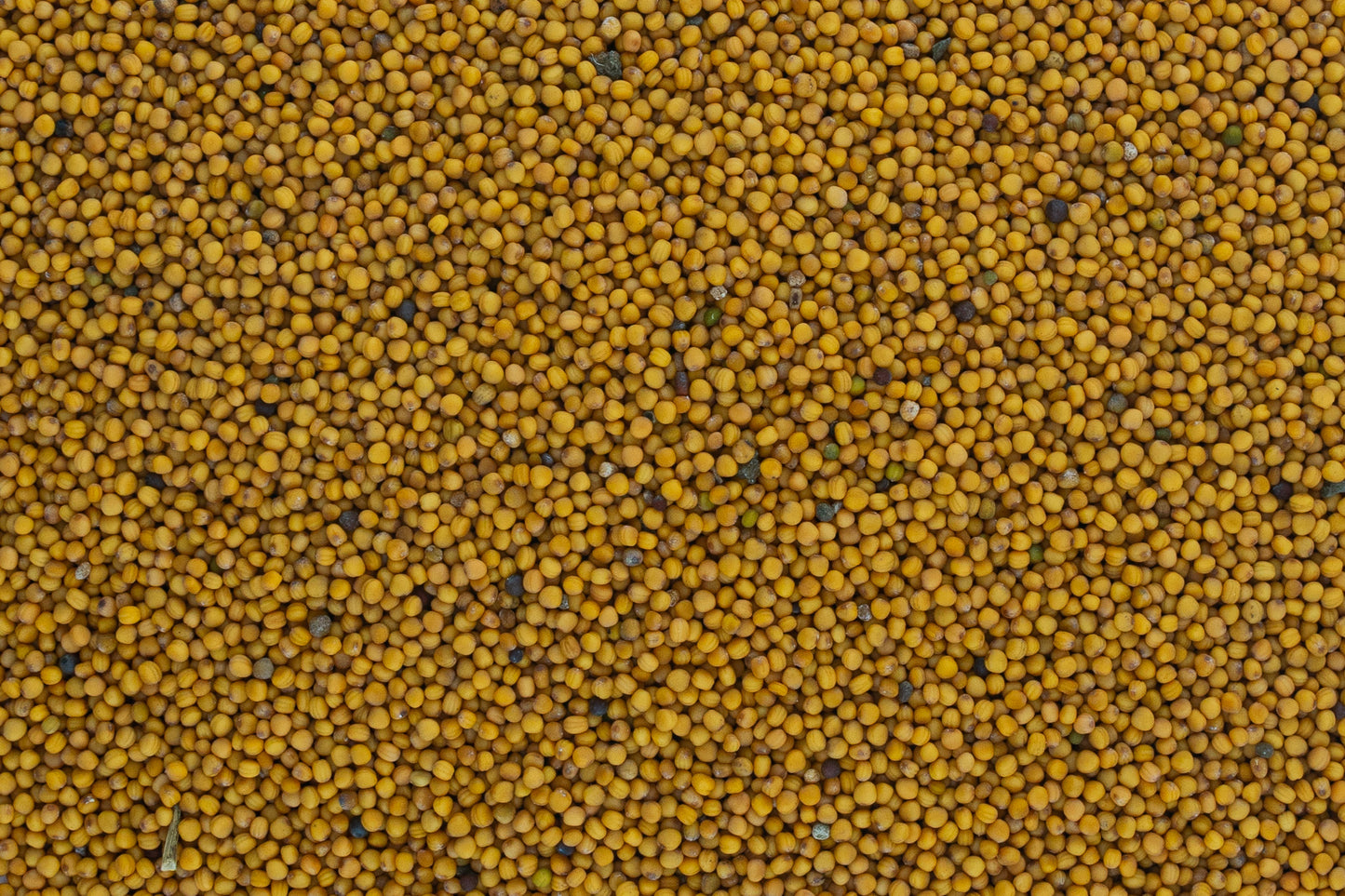 White Mustard Seed from West Bengal